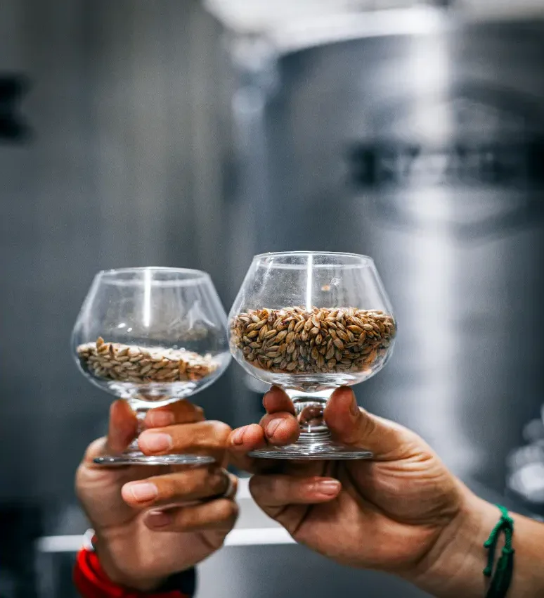 Dos copas con granos de malta